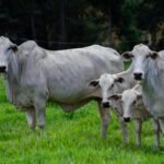 Pecuária Conectada: AgTech e a Resposta Estratégica à Mosca-da-Bicheira