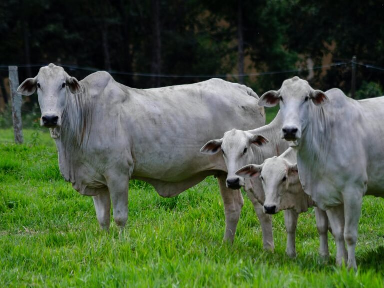 Pecuária Conectada: AgTech e a Resposta Estratégica à Mosca-da-Bicheira