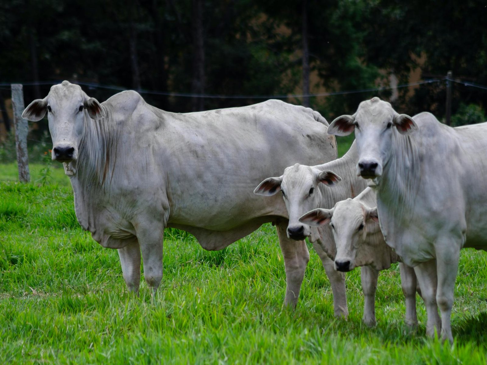 Pecuária Conectada: AgTech e a Resposta Estratégica à Mosca-da-Bicheira