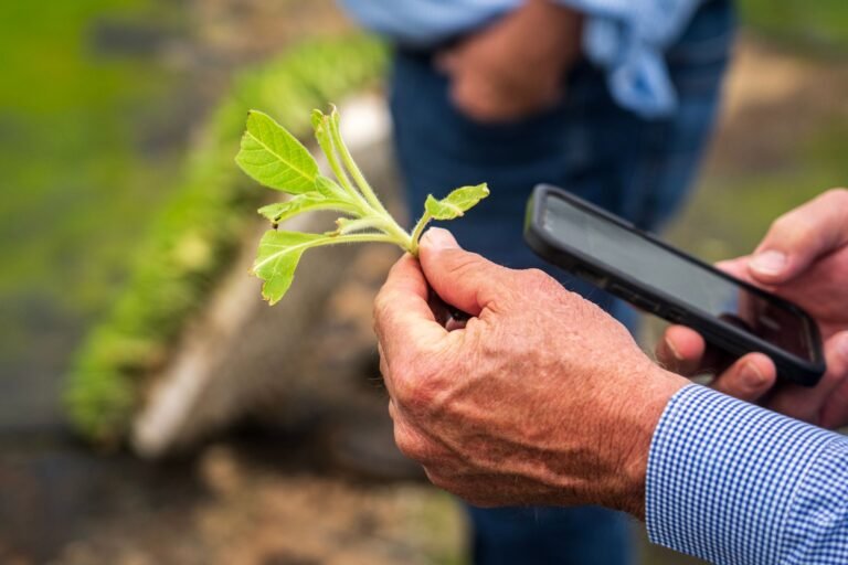 AgTech e Erva-Mate: Como a Agricultura de Precisão Impulsiona a Safra Gaúcha para 310 Mil Toneladas Sustentáveis