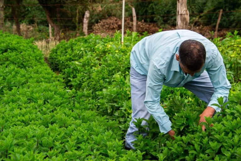 Avanço no Pipiripau: Como a Sustentabilidade Hídrica no Campo Demanda o Olhar da AgTech