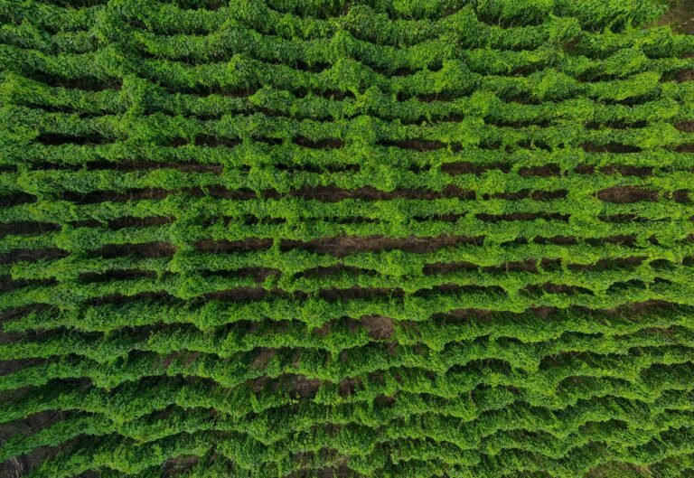 Bahia Farm Show 2024: Recorde de Público Atesta o Vigor da AgTech no Brasil