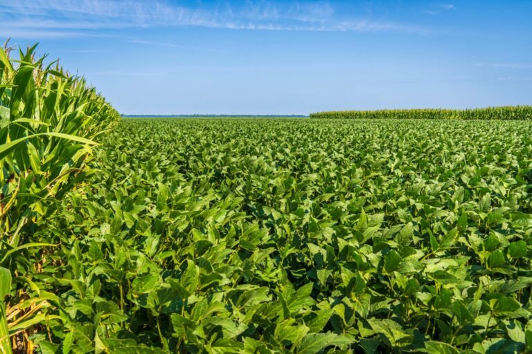 Biotecnologia na Soja: Como o Brasil Conquistou a Liderança Mundial em Produtividade