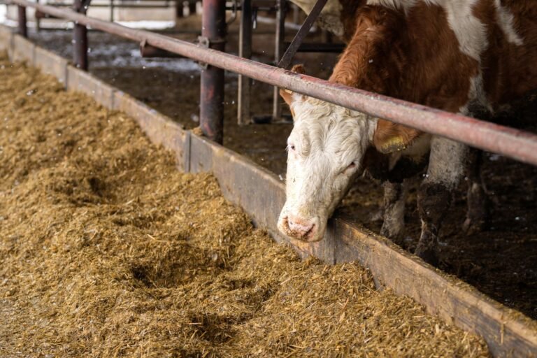 Brasil busca solução para embargo da UE à carne antes de setembro