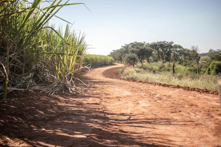 Cana-de-Açúcar e Clima: Como AgTech e Precisão Otimizam a Moagem Frente ao El Niño