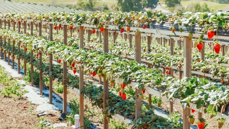 Do Terno à AgTech: Como a Automação e Gestão Estratégica Transformam a Avicultura no Paraná
