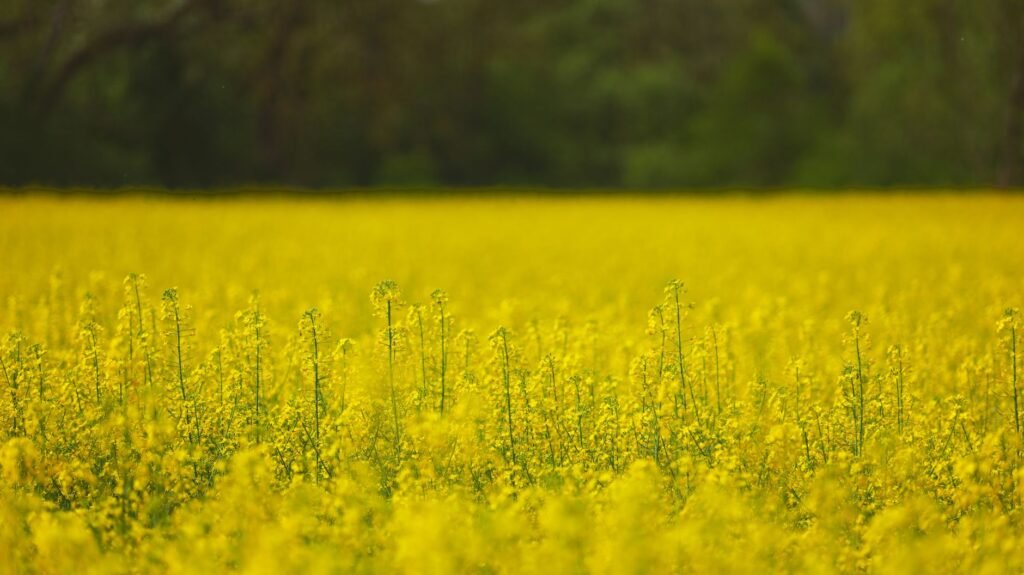 Duplicação da Canola no Rio Grande do Sul: A Estratégia Digital e Produtiva na Era Pós-Trigo