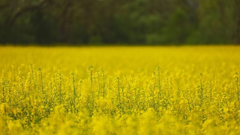 Duplicação da Canola no Rio Grande do Sul: A Estratégia Digital e Produtiva na Era Pós-Trigo