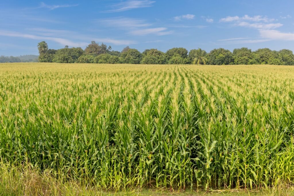 Edição Gênica com IA: Rainbow Crops Capta US$11,25 Milhões para Revolucionar a Agricultura