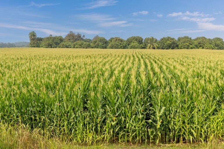 Edição Gênica com IA: Rainbow Crops Capta US$11,25 Milhões para Revolucionar a Agricultura