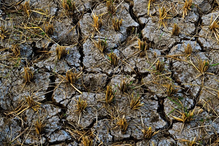 El Niño em 2025: Como o Fenômeno Climático Molda a Agricultura Brasileira