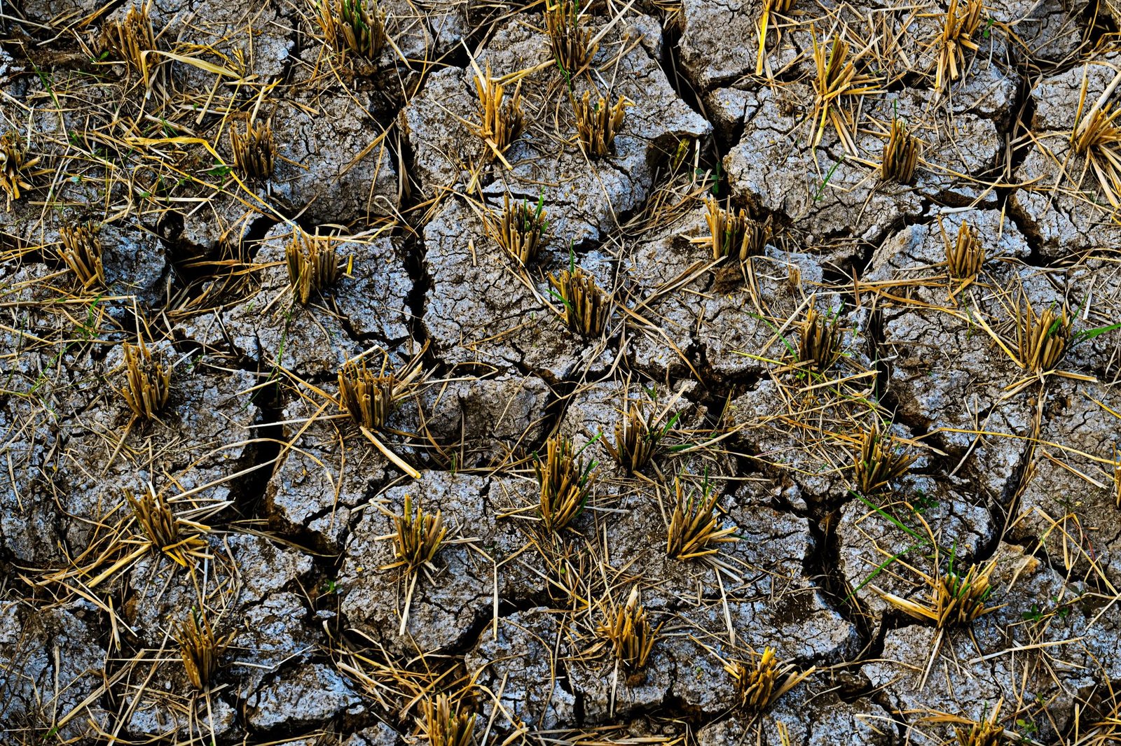 El Niño em 2025: Como o Fenômeno Climático Molda a Agricultura Brasileira