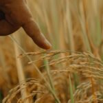 Embrapa Redefine Agroecologia: Sustentabilidade e Tecnologia para a Agricultura Familiar em Sergipe