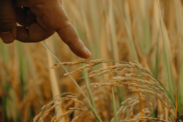 Embrapa Redefine Agroecologia: Sustentabilidade e Tecnologia para a Agricultura Familiar em Sergipe