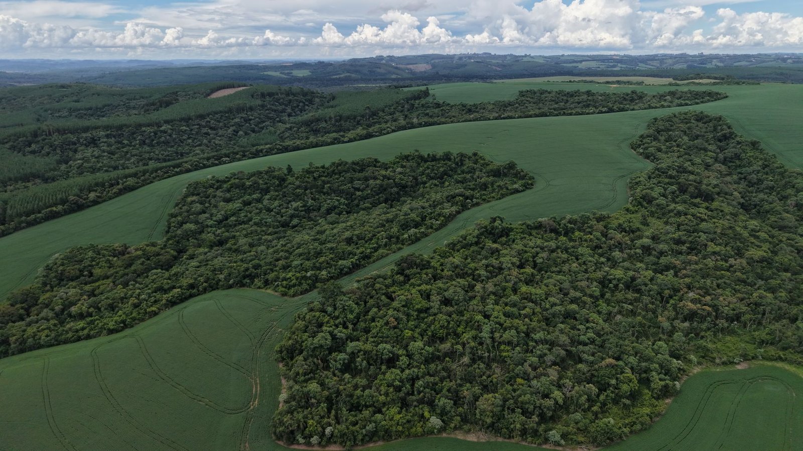 Granizo danifica lavouras de café: como a AgTech pode ajudar na recuperação