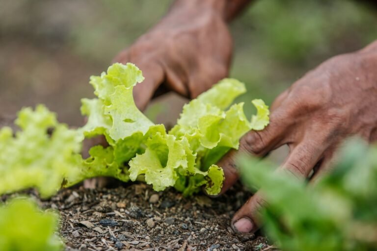Inovação Pós-Colheita: O Legado da Apeel e os Desafios da Desinformação no AgTech