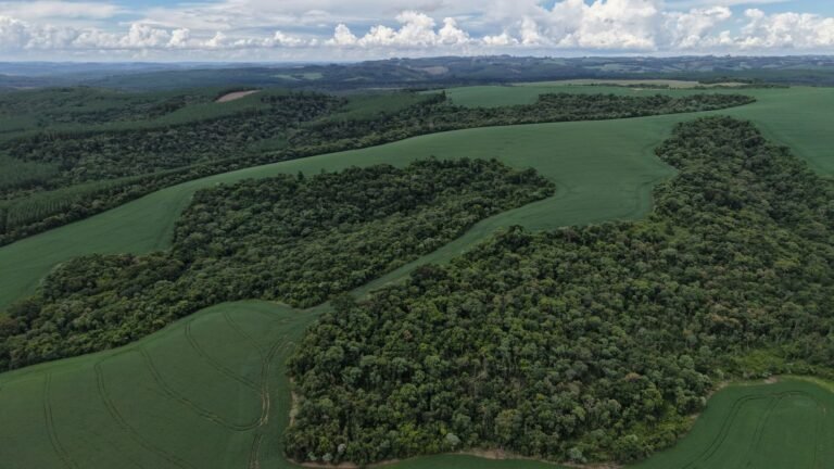 Paraná lança campanha robusta para prevenir incêndios florestais