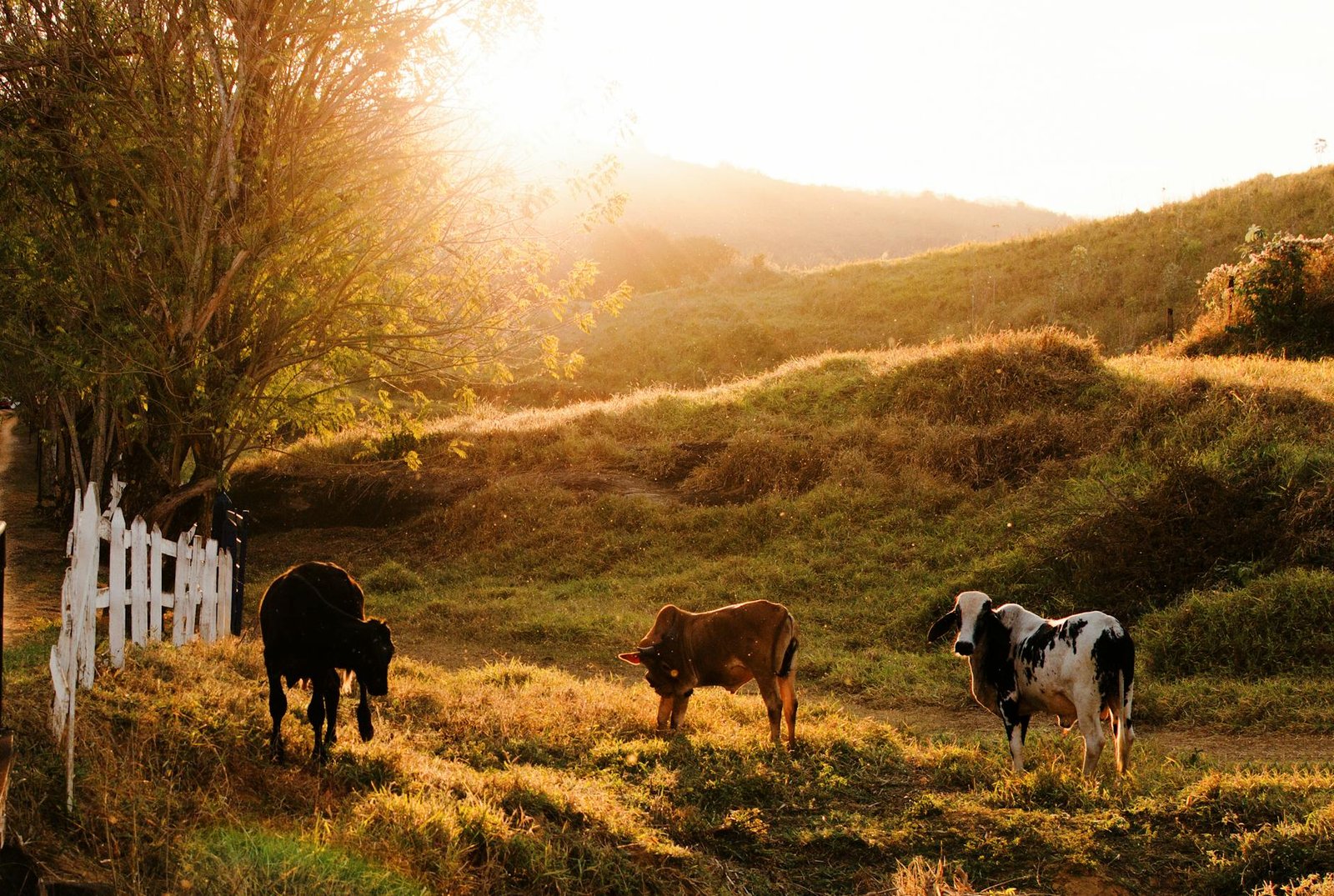 Pecuária Sustentável: Redução de Emissões em 92,6% até 2050