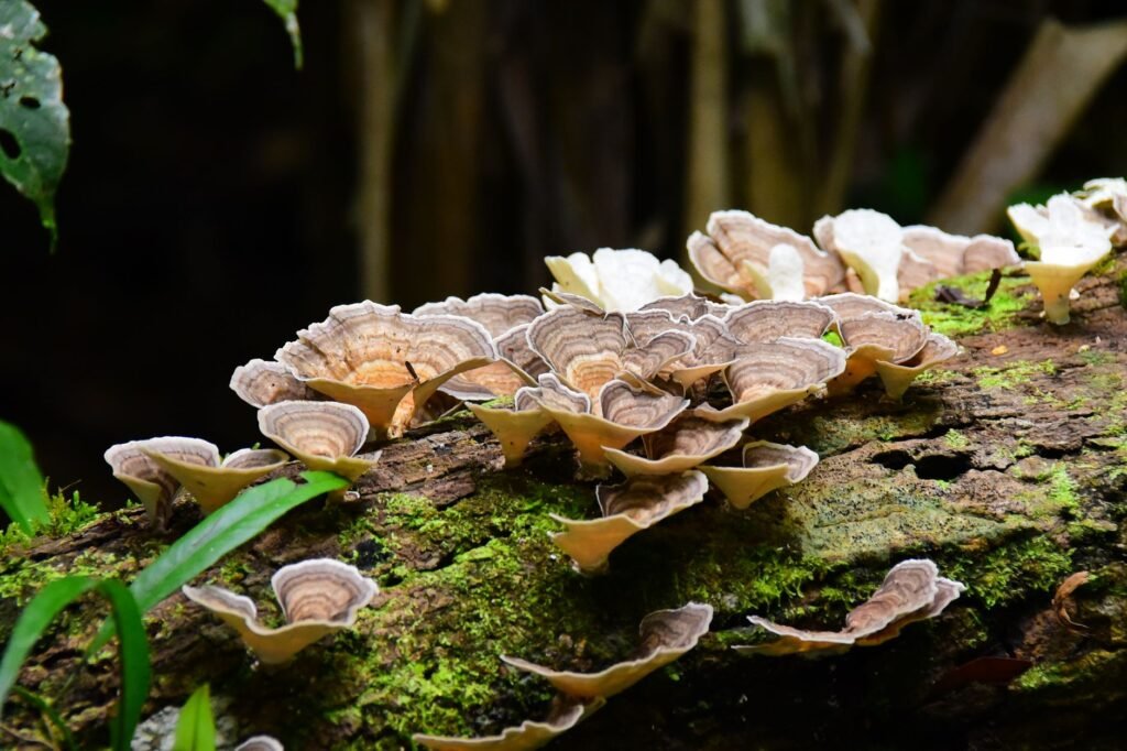 Pingo de Mel na Maçã Brasileira: Como a AgTech Otimiza Qualidade e Produtividade