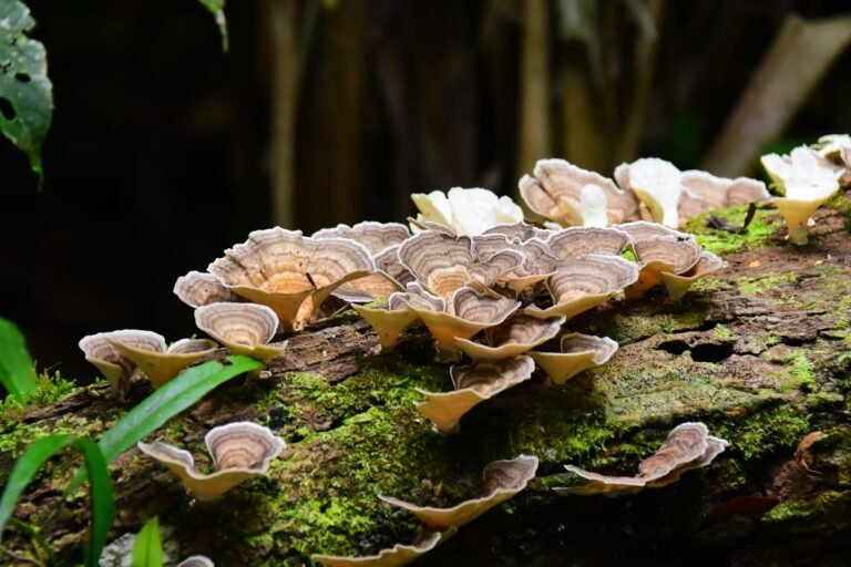 Pingo de Mel na Maçã Brasileira: Como a AgTech Otimiza Qualidade e Produtividade