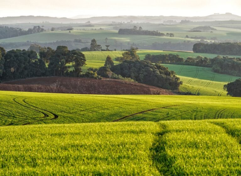 Seguro Rural Aprimorado: O Motor Invisível para a Agricultura de Precisão e Produtividade AgTech