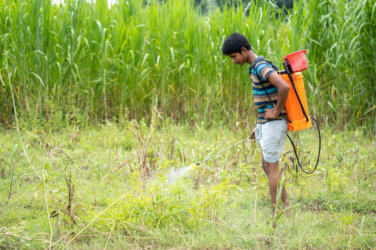 Sistema de pulverização de precisão pode revolucionar a agricultura