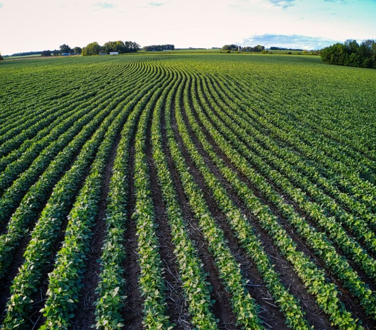 ADM expande processamento de oleaginosas na América do Norte