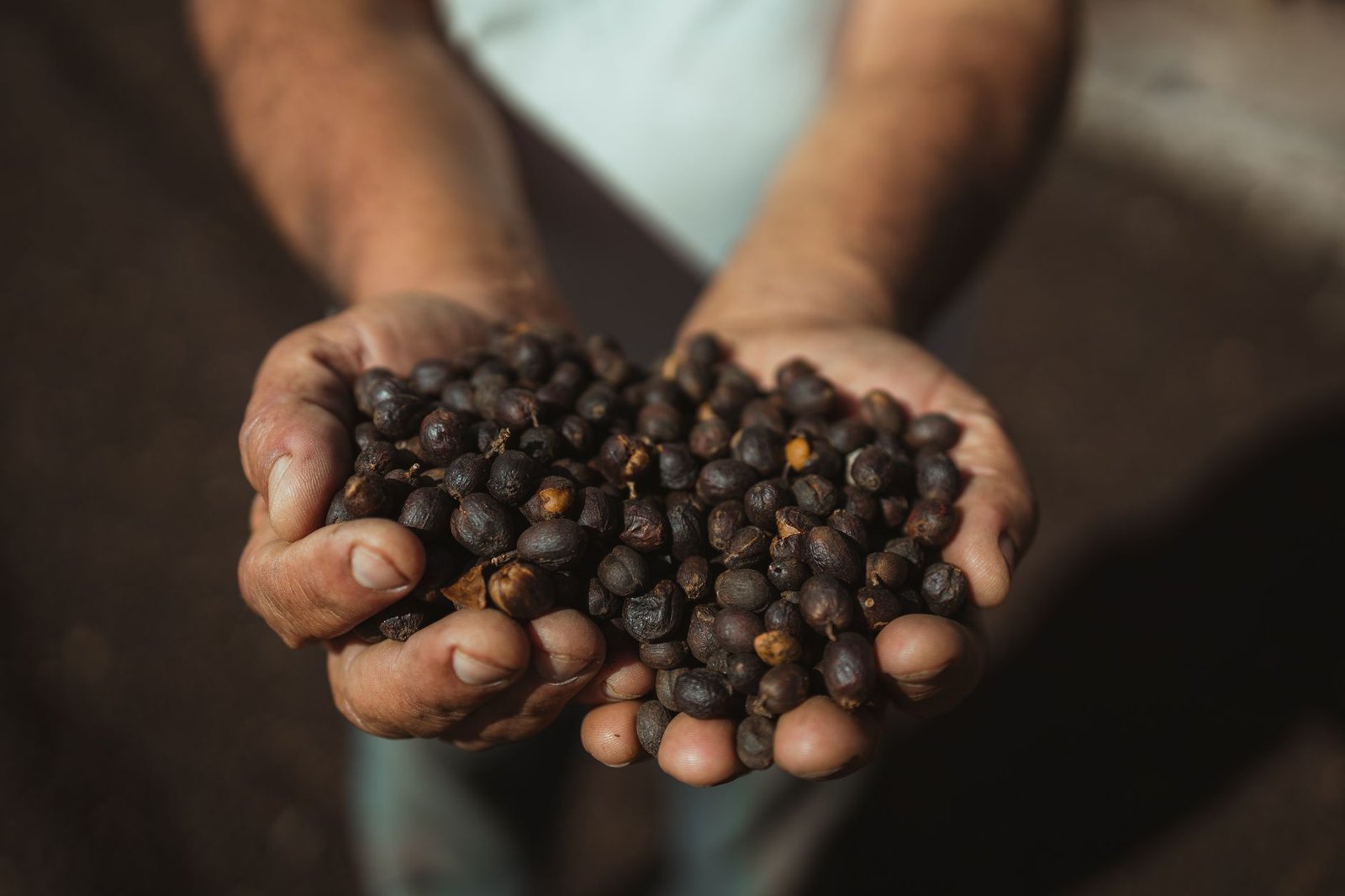 Cacau no Brasil: Como a AgTech Revoluciona a Produtividade da Lavoura