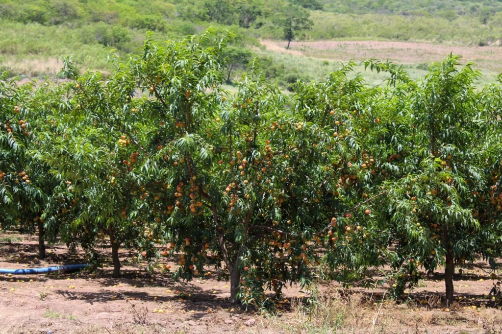 PL de Irrigação: Como o Crédito Subsidiado Pode Levar a Agricultura de Precisão a Pequenos Produtores