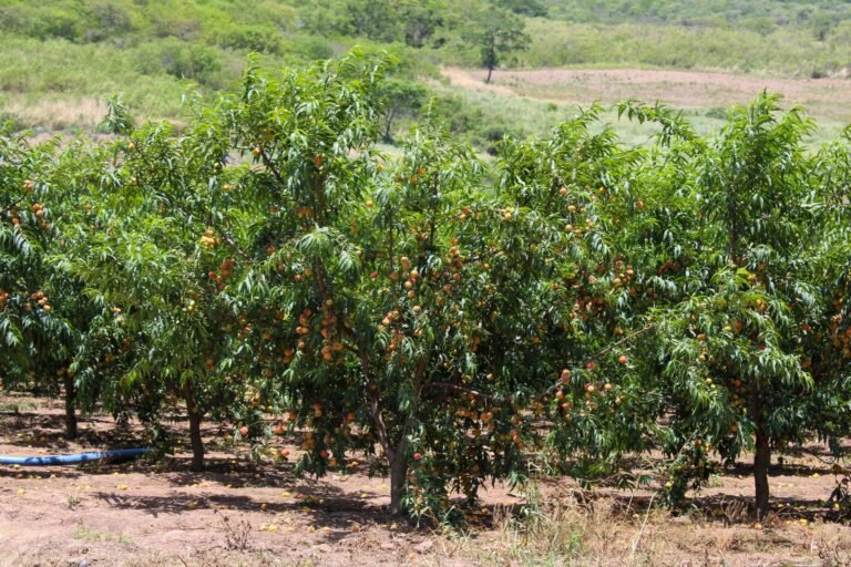 PL de Irrigação: Como o Crédito Subsidiado Pode Levar a Agricultura de Precisão a Pequenos Produtores