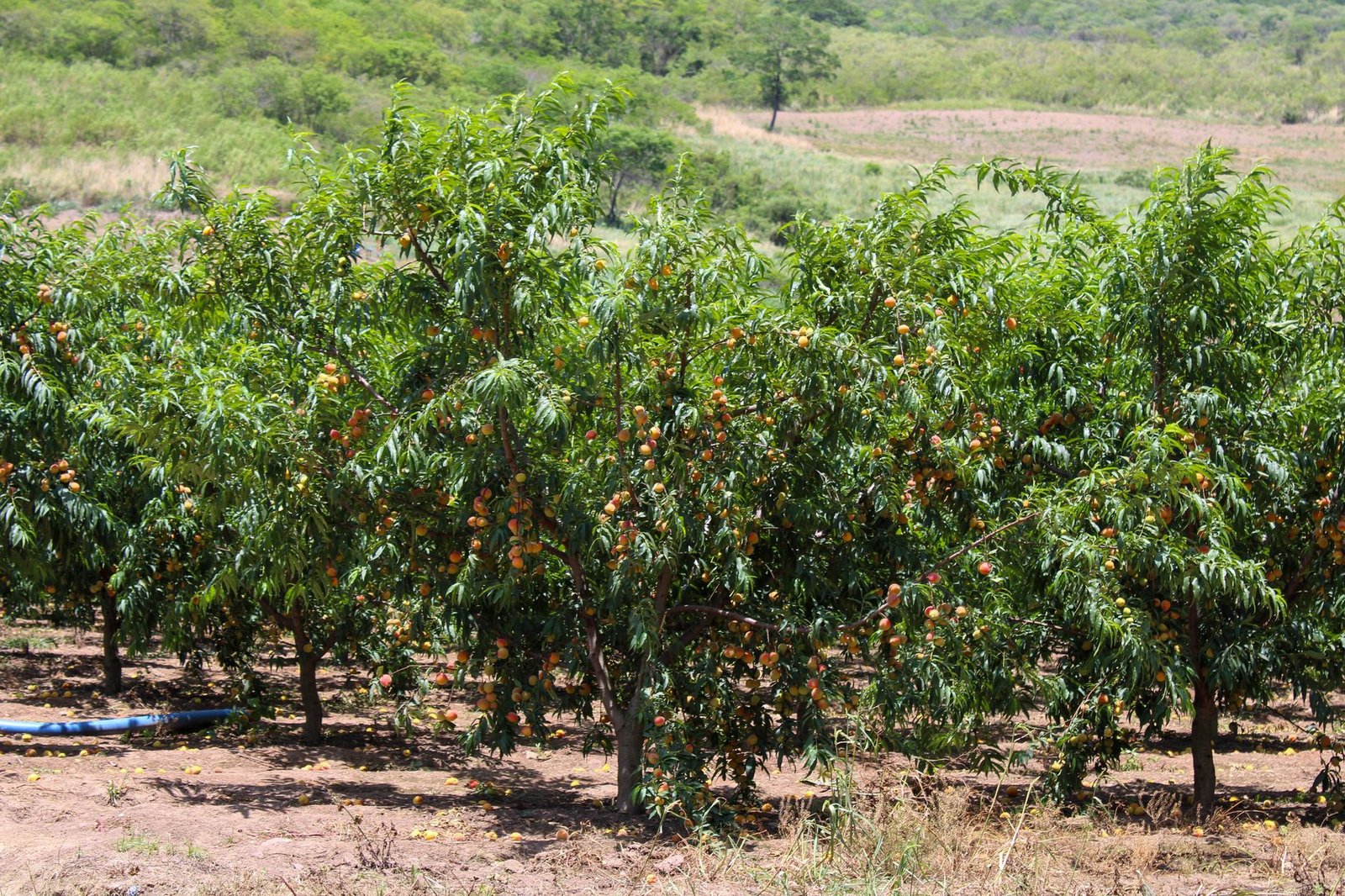 PL de Irrigação: Como o Crédito Subsidiado Pode Levar a Agricultura de Precisão a Pequenos Produtores
