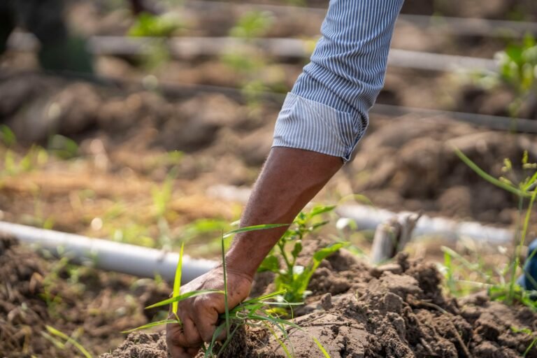 Fundo garantidor de R$2 bi mira destravar crédito para fintechs do agronegócio