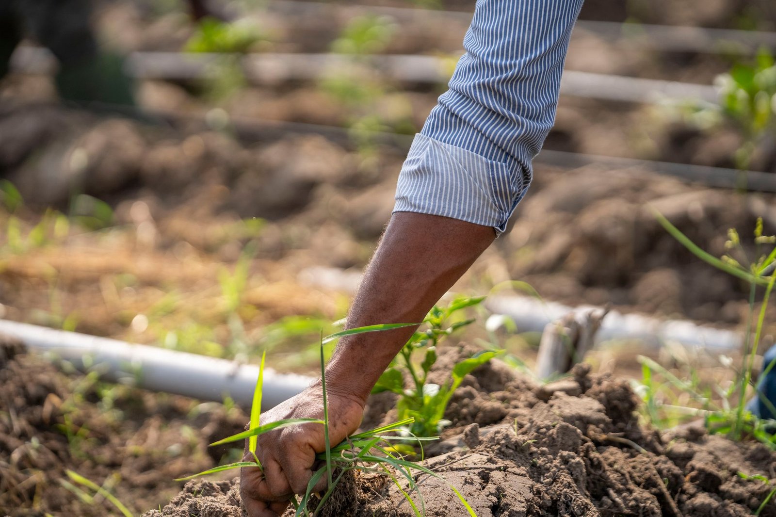 Fundo garantidor de R$2 bi mira destravar crédito para fintechs do agronegócio