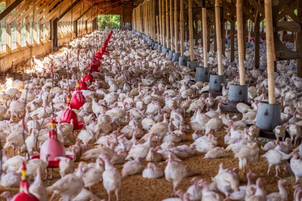 Granja de Herval inova com criação de aves de postura e mira expansão no Sul do RS