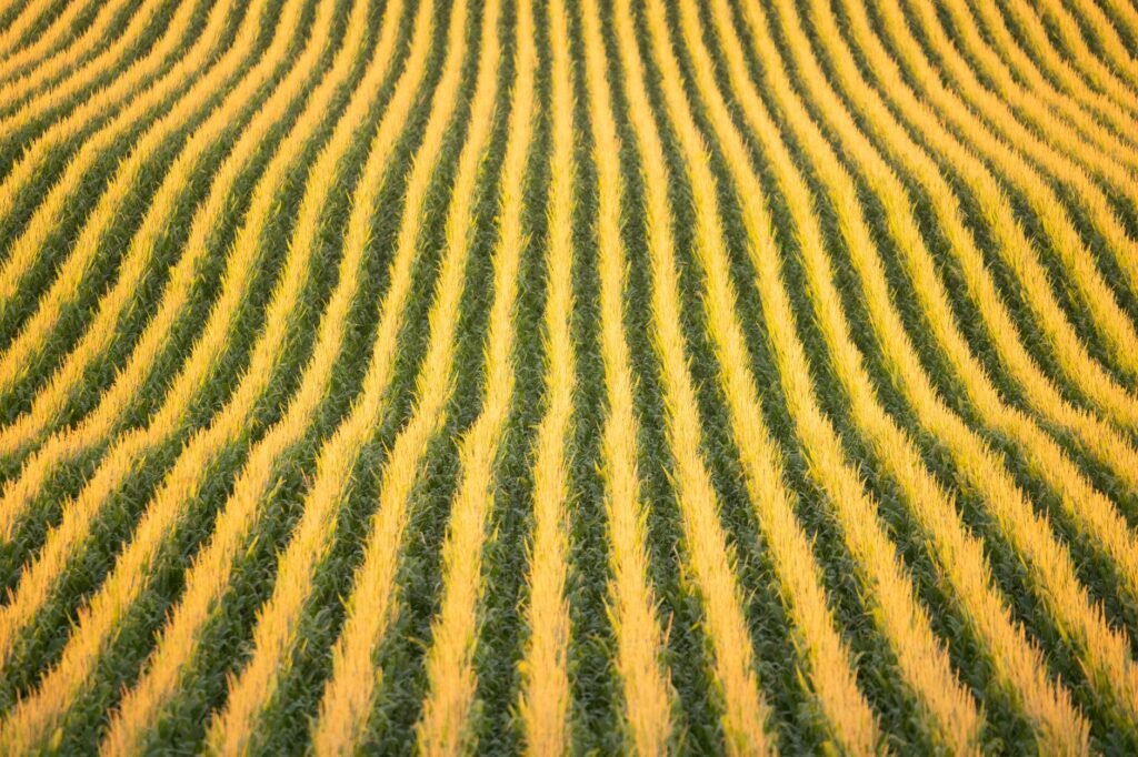 IA e design de plantas: parceria que promete revolução no milho