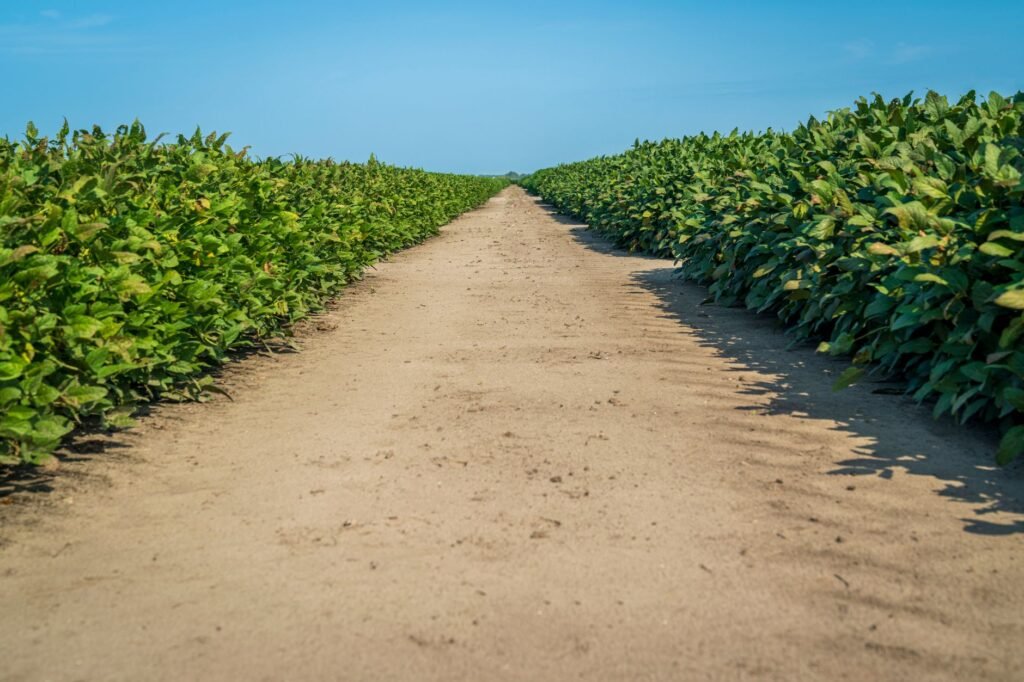 Agricultores ainda não veem retorno da IA: desafios e soluções