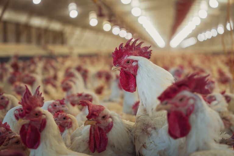 Tecnologia Impulsiona Exportação de Frango Brasileiro a Recorde Histórico