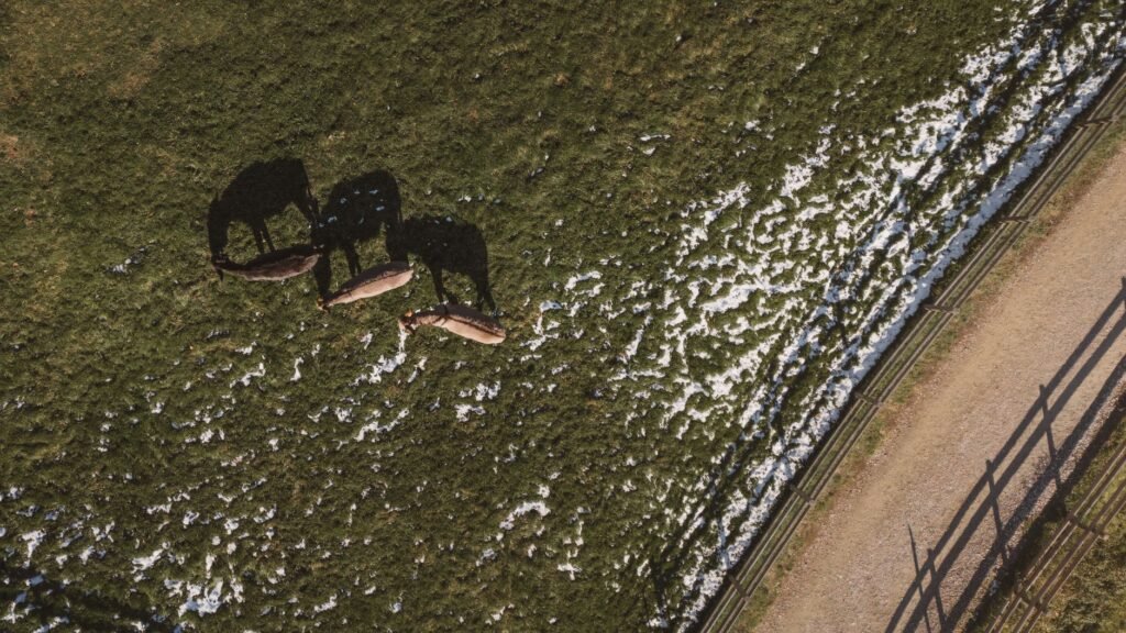 Rastreabilidade e Drones: a barreira tecnológica contra o abate clandestino