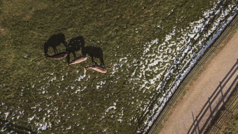 Rastreabilidade e Drones: a barreira tecnológica contra o abate clandestino