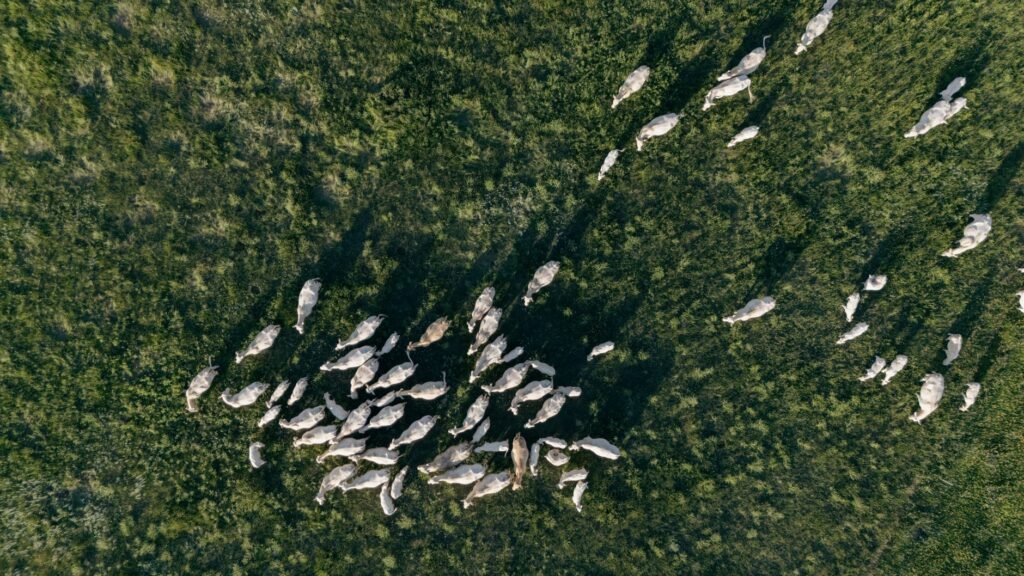 USDA confirma 41 casos de mosca‑da‑bicheira nos EUA
