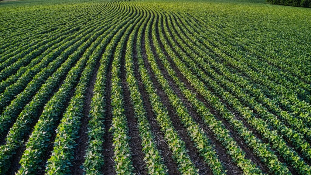 Agricultura Regenerativa: A Economia Supera o Apelo Ambiental no Brasil
