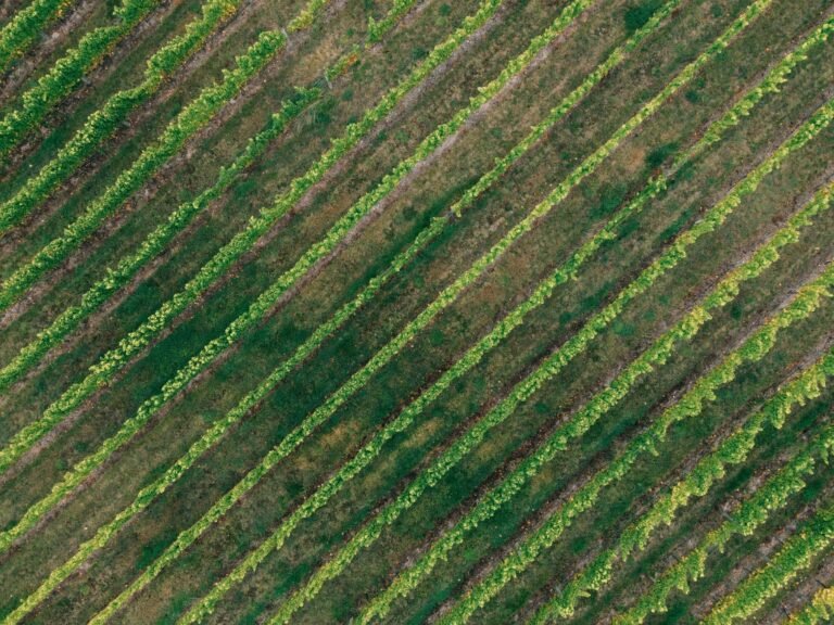 Tecnologia na defesa dos vinhedos contra o super El Niño