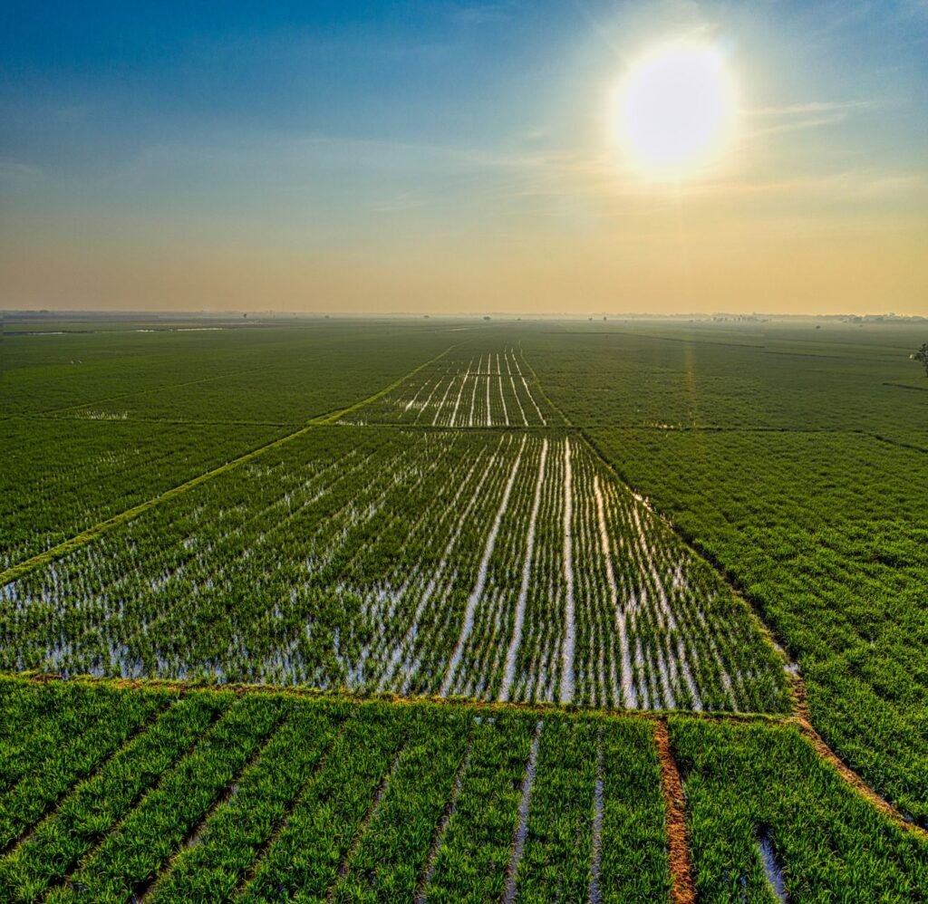 Tecnologia de precisão combate greening: monitoramento em tempo real