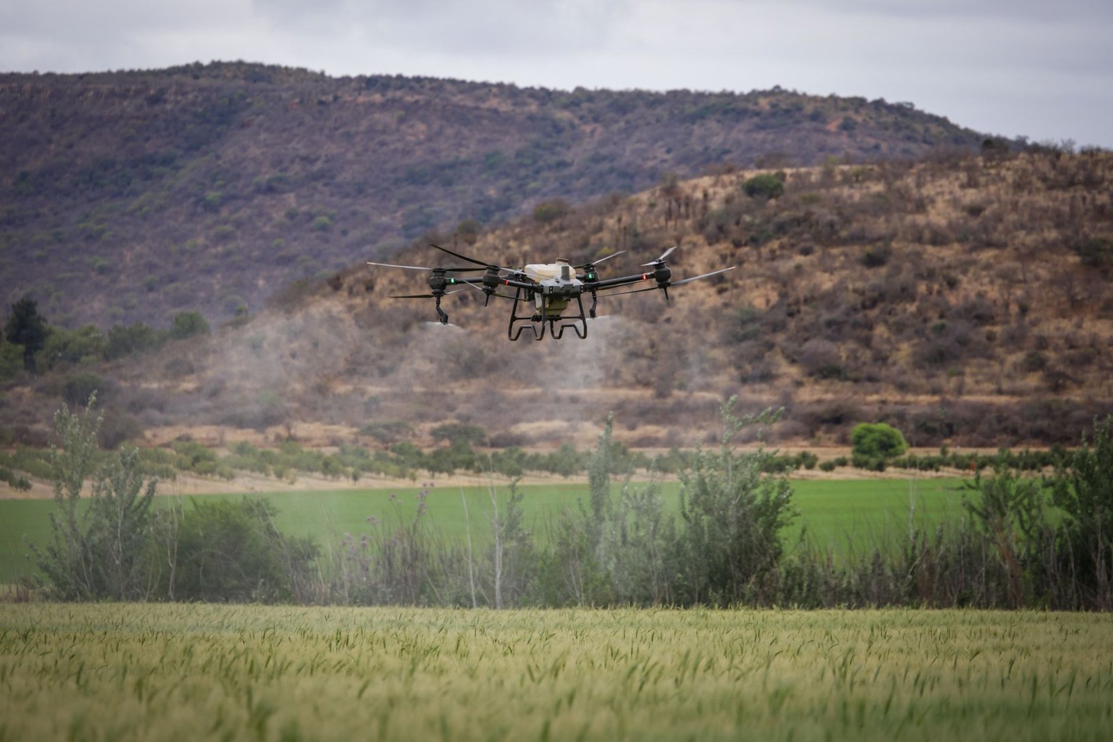 Greening: Nova Regra de Corte de Laranjeiras Exige Precisão Tecnológica