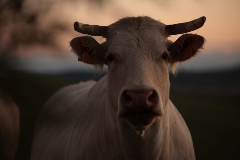 Pecuária: 1/3 da Proteína Global – O Papel da AgTech na Sustentabilidade