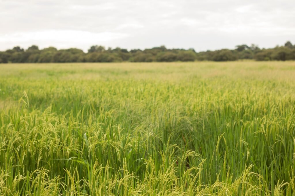 Arroz RS: Exportação atinge R$90/saca, impulsionada por inovação agrícola