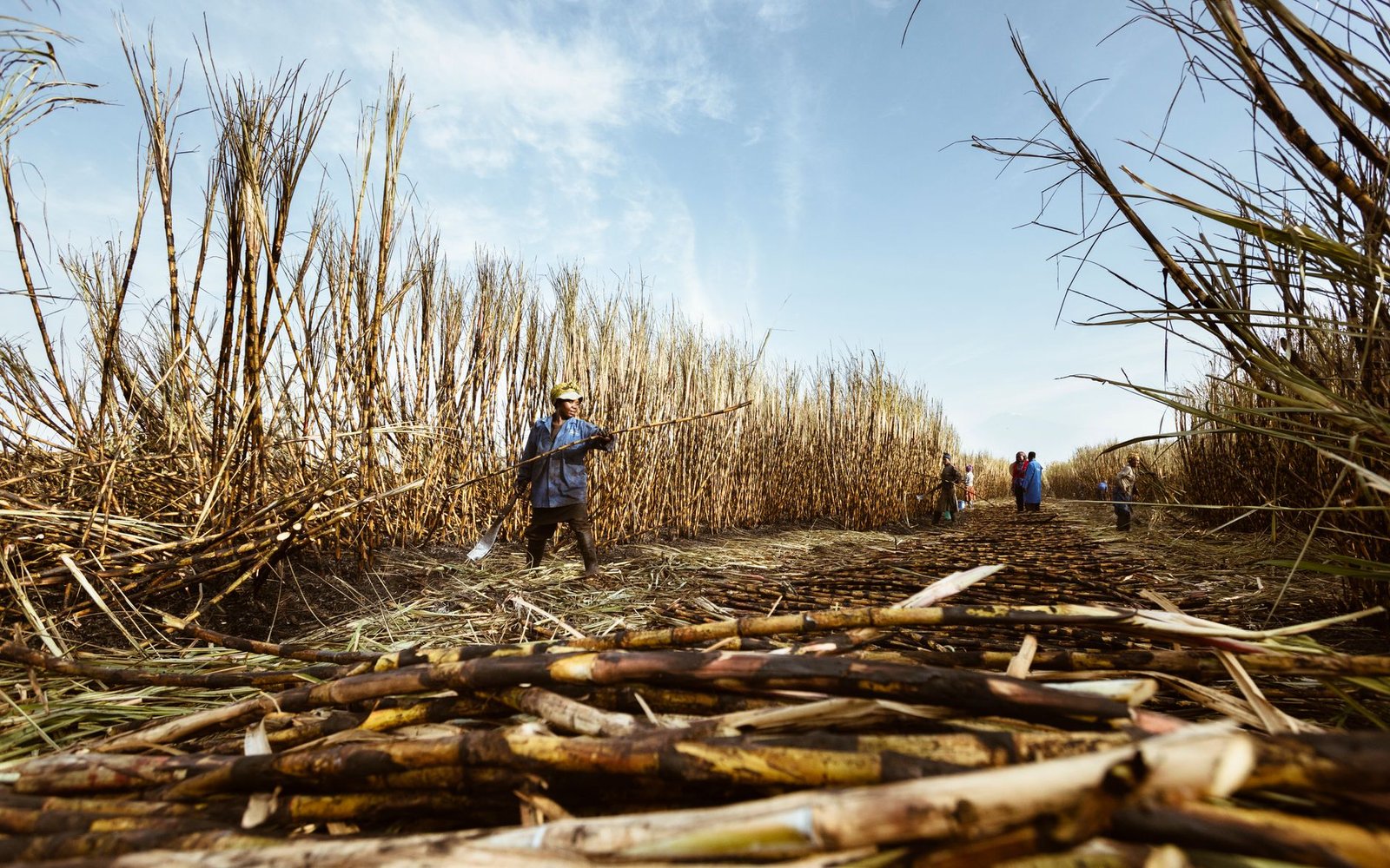 Biocombustíveis brasileiros: o destaque verde no palco agro global
