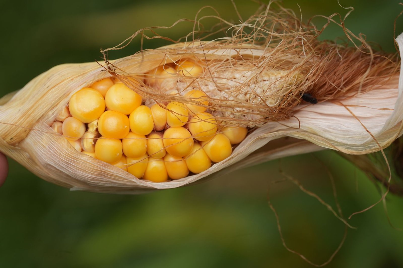 Casca de Guaraná: Nova Fonte Sustentável de Cafeína e Antioxidantes