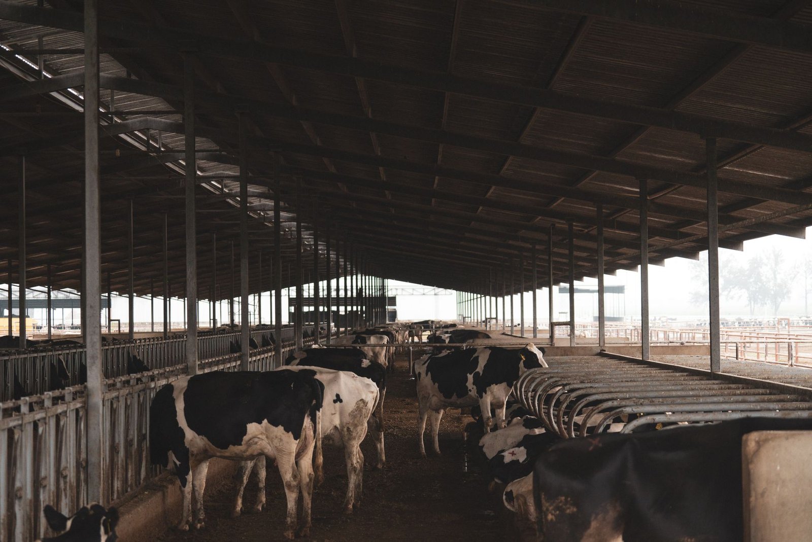 Danone, Bison Ventures e biochar: a revolução verde no agronegócio