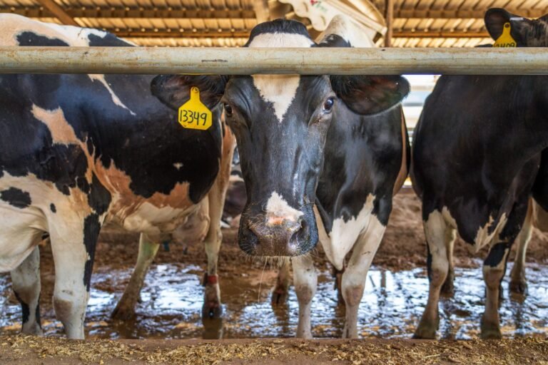 Exportação de 600 bovinos leiteiros para Botsuana impulsiona genética e tecnologia no campo